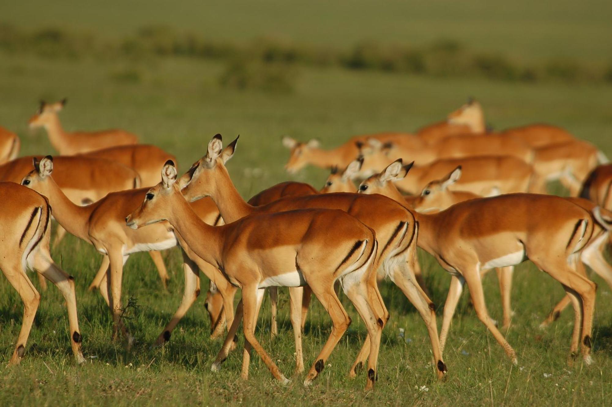 Mara Intrepids Tented Camp Talek Eksteriør bilde