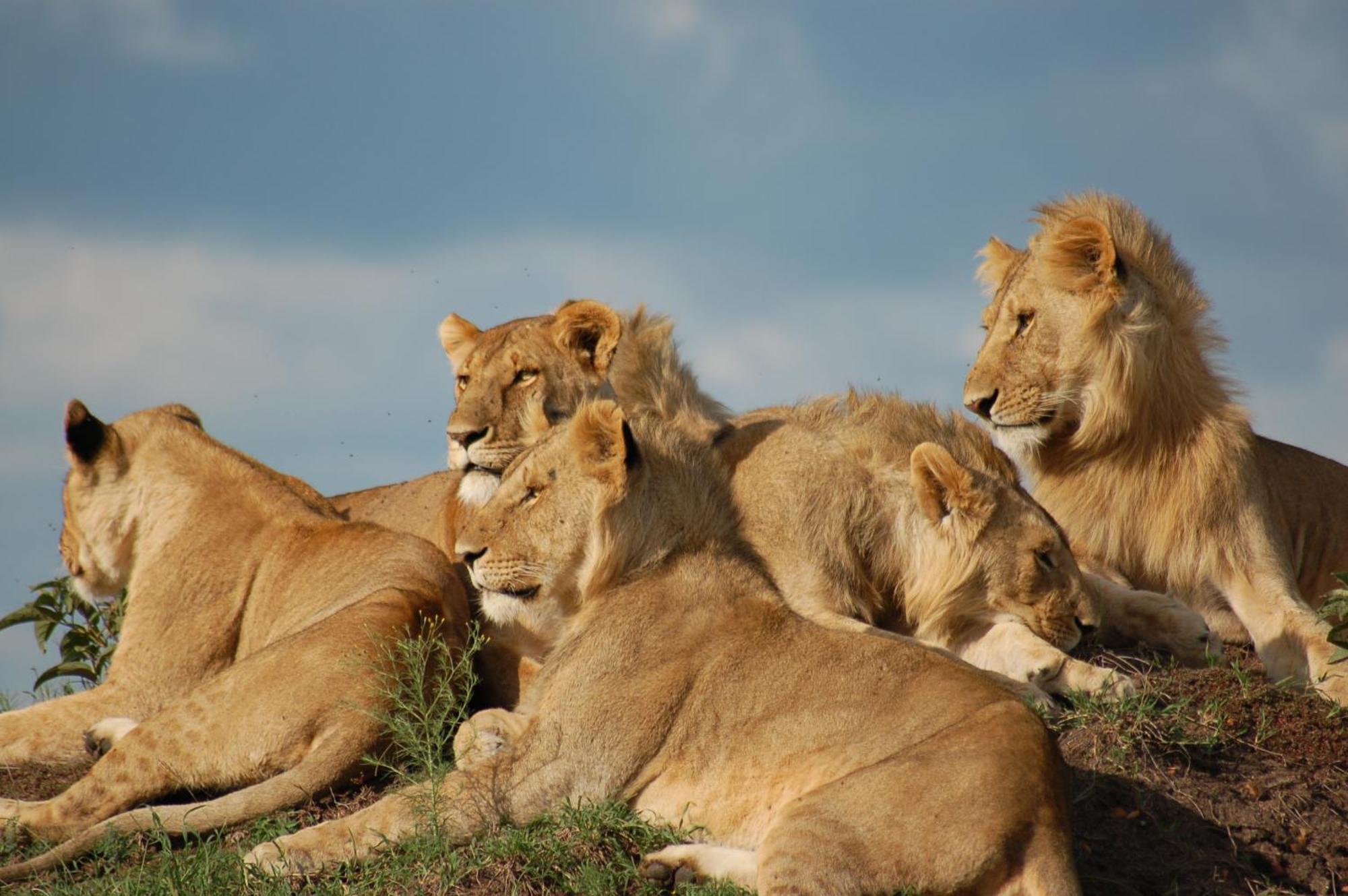 Mara Intrepids Tented Camp Talek Eksteriør bilde