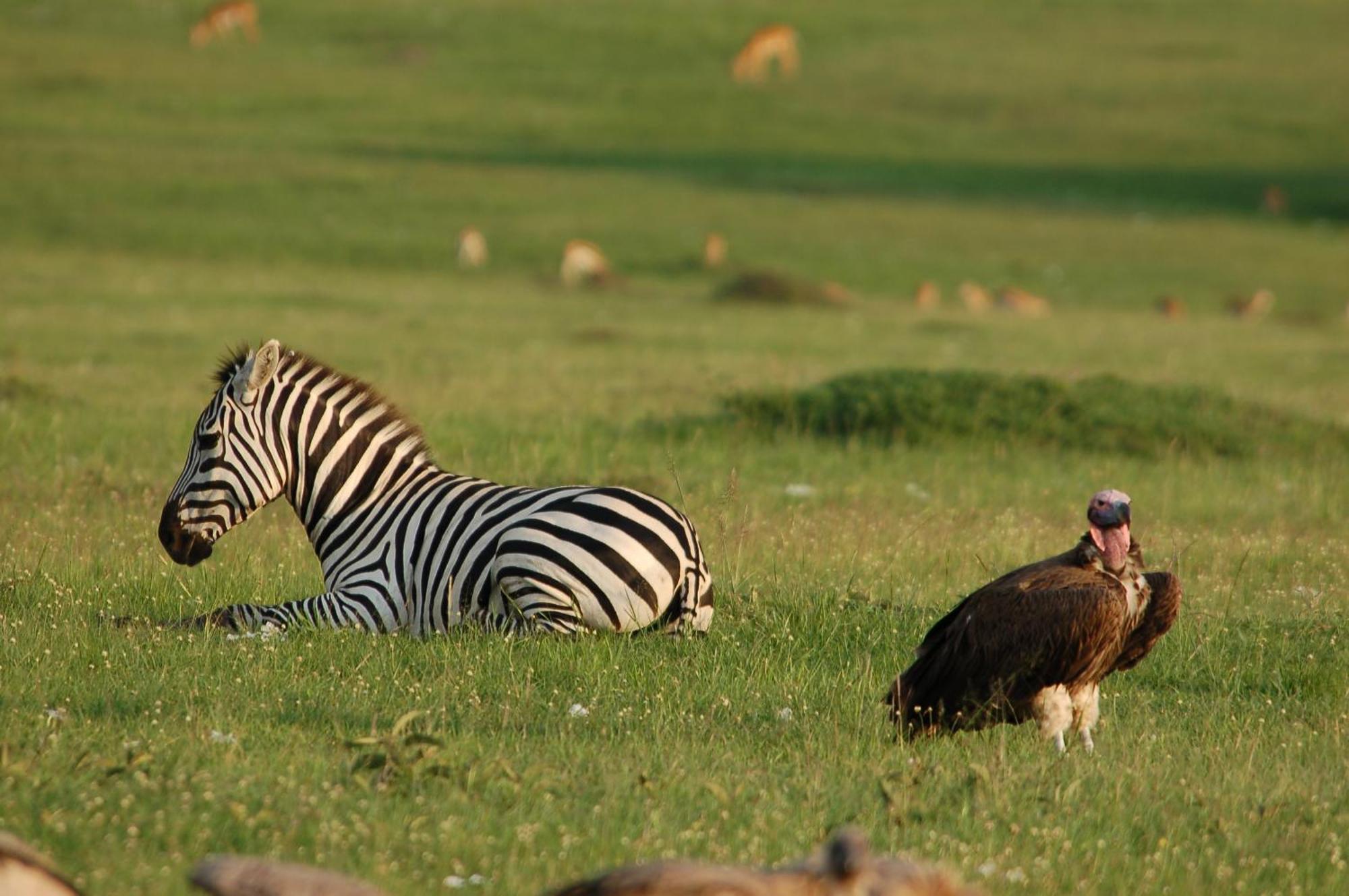Mara Intrepids Tented Camp Talek Eksteriør bilde